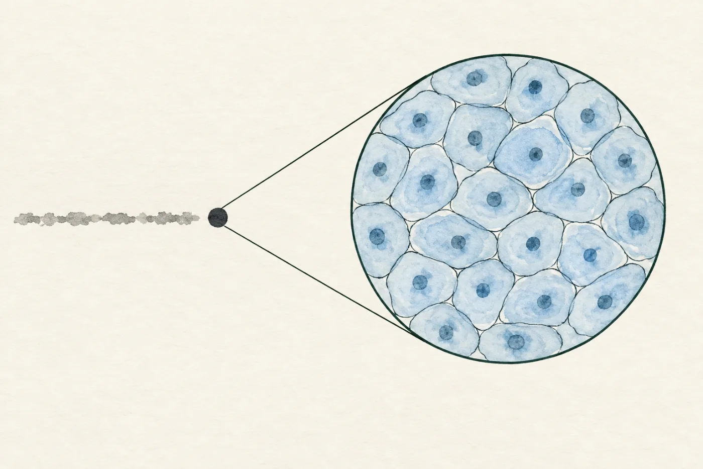 A printed full stop seen close up; a magnifier circle shows human cheek cells, five or six across the dot.